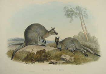 John Gould Macropods